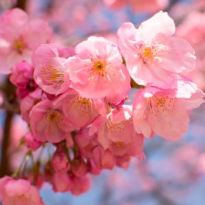 桃花 (港两)