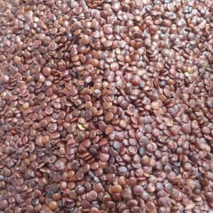 野生酸棗仁 (港两)