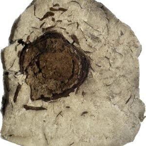 野生茯苓(港両)