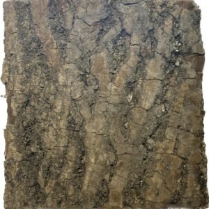 野生70年杜仲(港両)